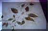 magnolia_closeup.JPG (40873 bytes)